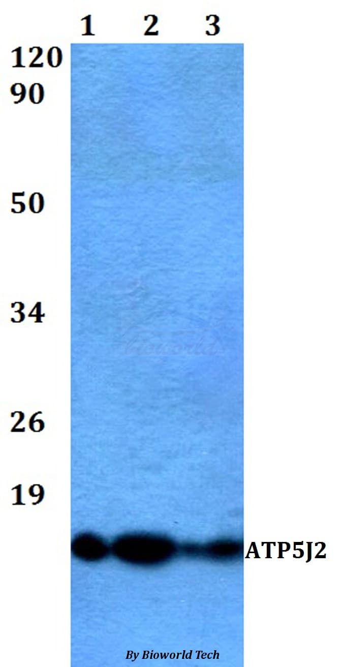 Polyclonal Rabbit anti-Human ATP5J2 / F1Fo-ATPase Antibody (WB)