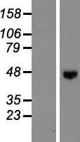 ENTPD5 / CD39L4 Protein (Over-Expression Lysate Myc-DDK (Flag))