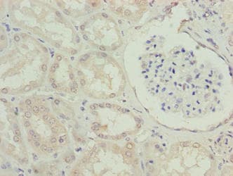 EFCAB12 / C3orf25 Antibody