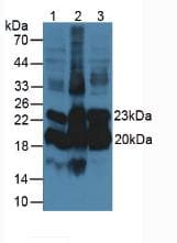 Monoclonal Mouse anti-Rat ORM1 / Orosomucoid Antibody (clone C1, WB)