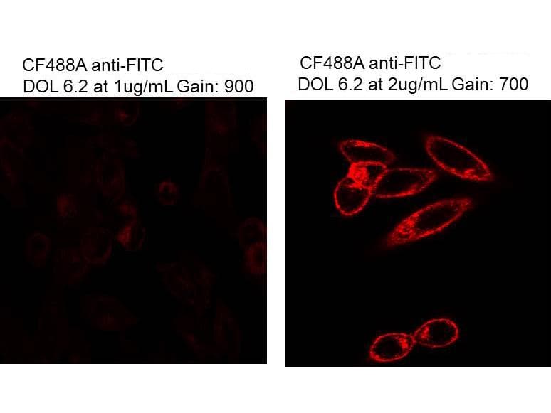 Fluorescein Antibody (clone 8B9.C6.D3)