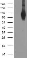 PDE4B Antibody (clone OTI3A10)
