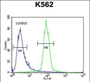 LOC729020 Antibody (aa 187-215, C-term)