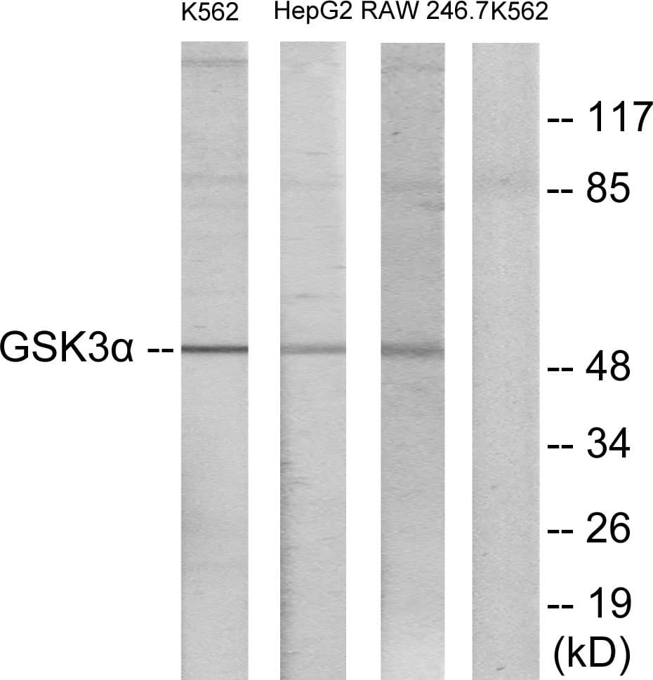 GSK3A / GSK3 Alpha Antibody (aa10-59)