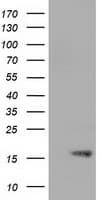 TTC32 Antibody (clone OTI5B4)
