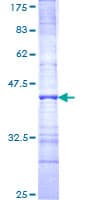 Human PNN / Pinin Protein (Recombinant GST, N-terminus)