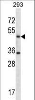 SHMT / SHMT1 Antibody (aa19-47)