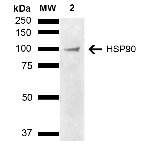 HSP90 Alpha+Beta Antibody (APC)