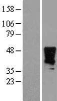 Human HOXA2 Protein (Over-Expression Lysate Myc-DDK (Flag))