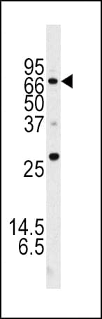ATG16L1 / ATG16L Antibody (aa161-190)