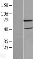 Human WDTC1 Protein (Over-Expression Lysate Myc-DDK (Flag))
