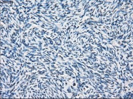PSMA7 Antibody (clone OTI2A7, Carrier-free)