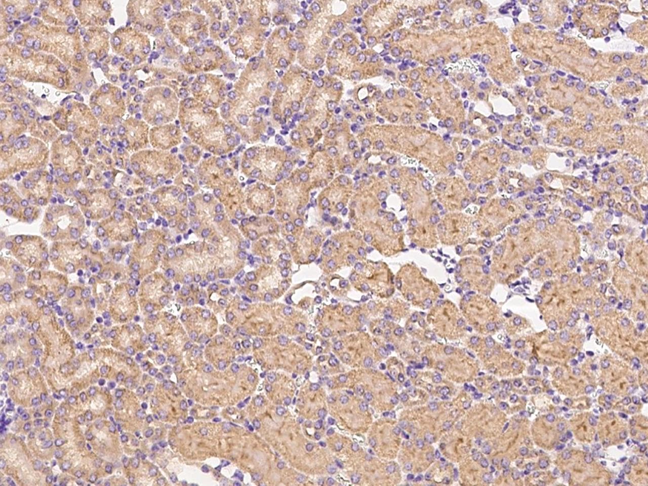 Polyclonal Rabbit anti-Mouse JAG1 / Jagged 1 Antibody (IHC, IF)