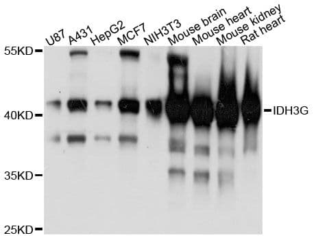 Polyclonal Rabbit anti-Human IDH3G Antibody (WB)