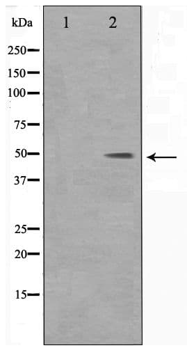 DLX3 Antibody