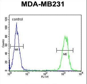 KIR2DL2 / CD158b Antibody (aa263-291)