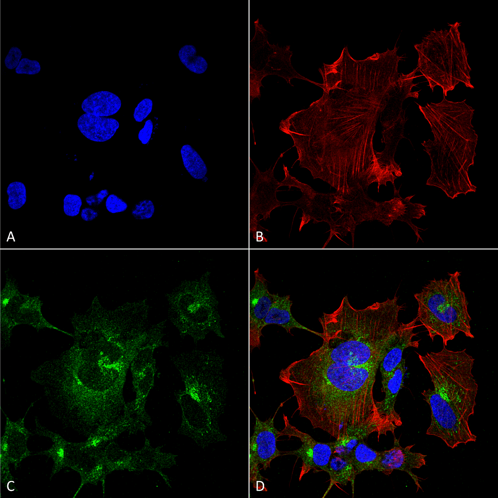 NXF / NPAS4 Antibody (clone S408-79, PerCP)