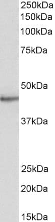 IHC-plus™ STAP2 Antibody (aa436-449)