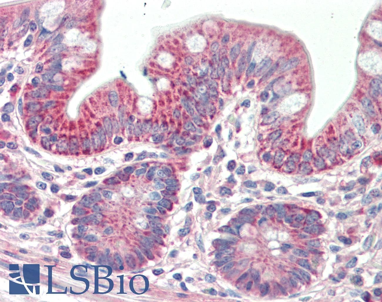 IHC-plus™ Polyclonal Goat anti-Human PTCD2 Antibody (aa214-226, IHC, WB)