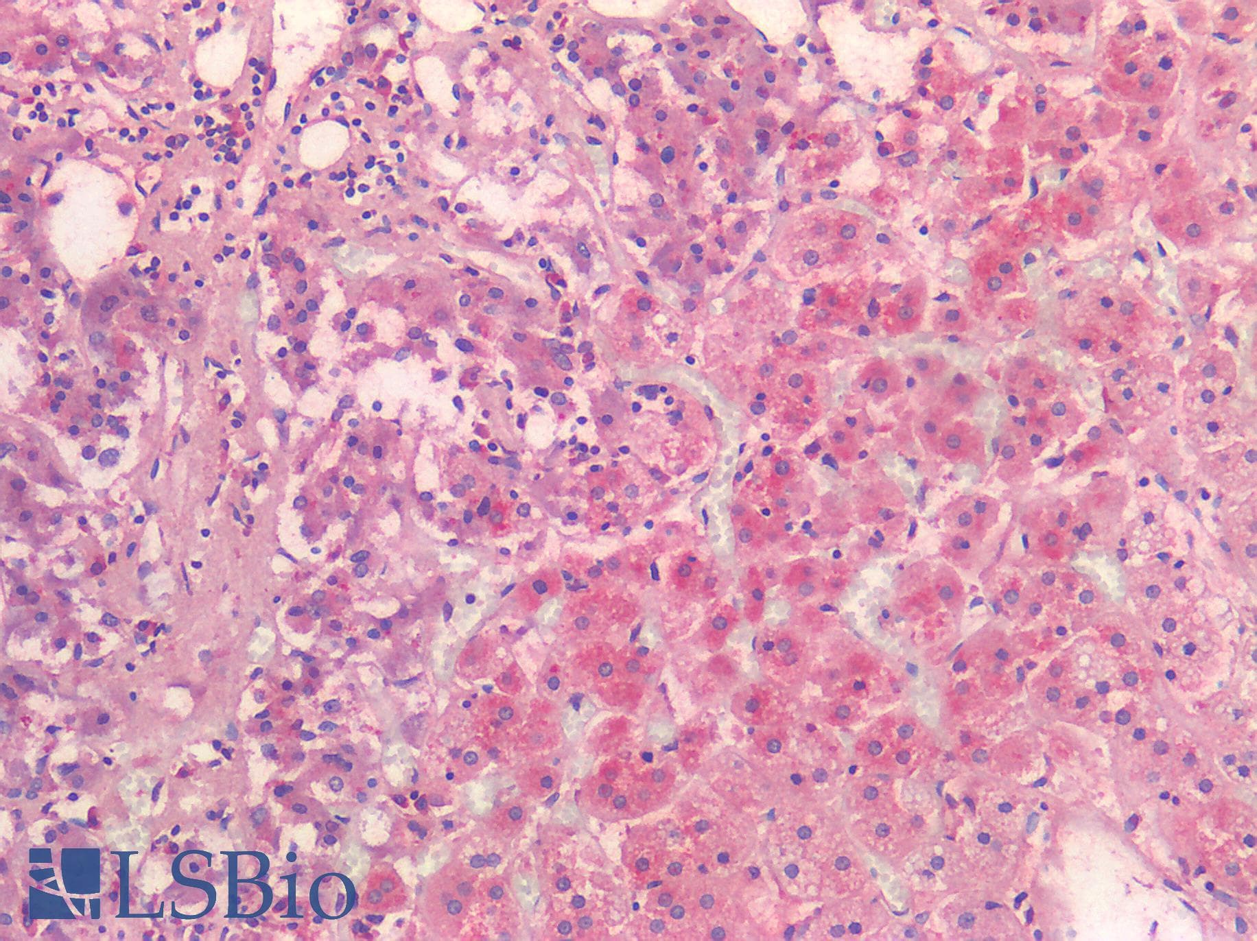 IHC-plus™ NOTCH2 Antibody
