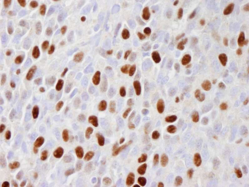 MCM2 Antibody (phospho-Ser108)
