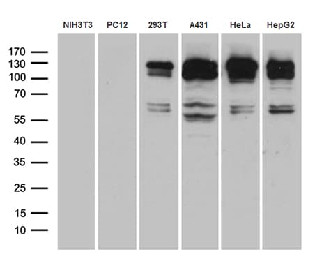 ARHGEF18 Antibody (aa118-215, clone OTI6G8)