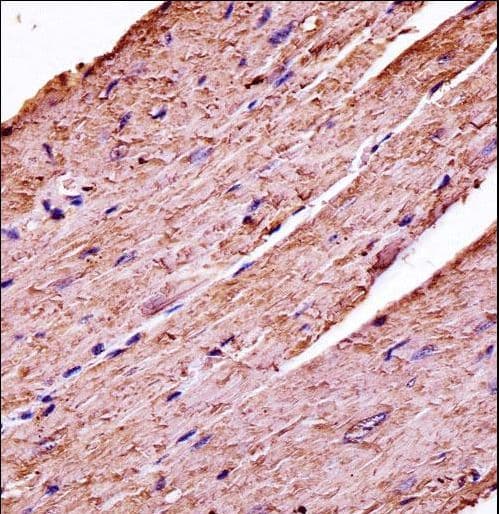 PDK3 Antibody (aa387-414)