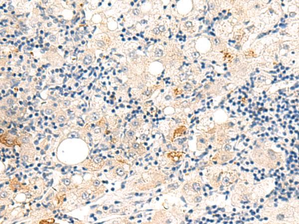 DUT / DUTPase Antibody