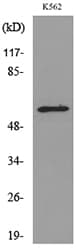 CBFA1 / RUNX2 Antibody