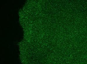SSEA-3 Antibody (clone MC-631)