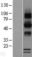 RNASE12 Protein (Over-Expression Lysate Myc-DDK (Flag))