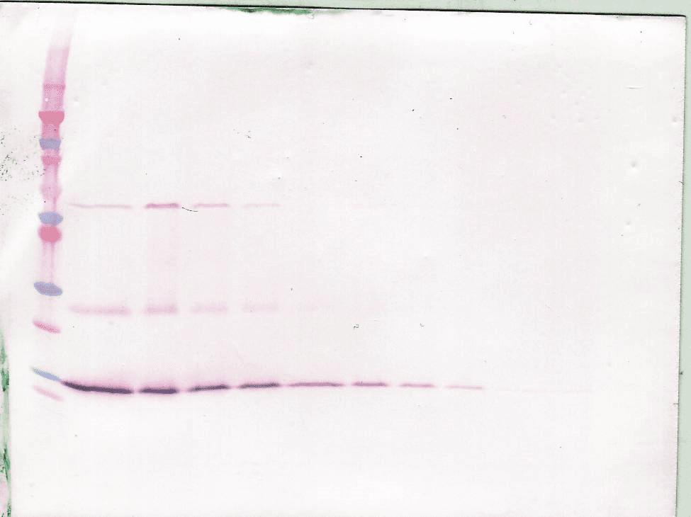Polyclonal Rabbit anti-Human BDNF Antibody (WB)