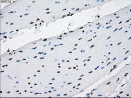 Monoclonal Mouse anti-Human PRKY Antibody (clone OTI4G7, Carrier-free, IHC, IF, WB)
