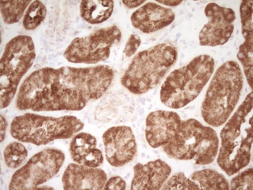 CD40 Antibody (aa21-166, clone OTI8B8)