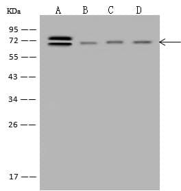 Polyclonal Rabbit anti-Human ABCF2 Antibody (Preservative Free, IF, WB)