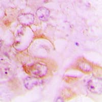 SEPT7 / Septin 7 Antibody (C-Terminus)
