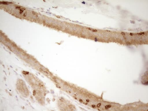 GRN / Granulin Antibody (aa327-593, clone OTI2F4)