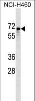 Polyclonal Rabbit anti-Human SNTB1 / A1B Antibody (aa243-271, WB)