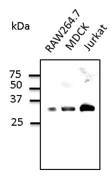 RAB9B Antibody (C-Terminus)