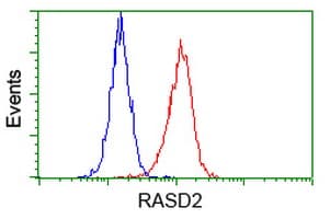 RASD2 Antibody (clone OTI1D11, Carrier-free)