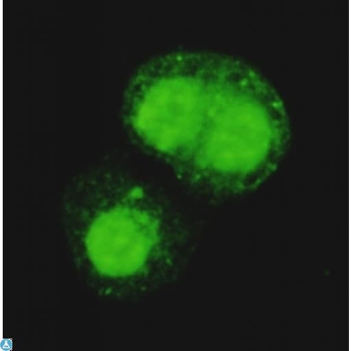 TRIM28 / KAP1 Antibody