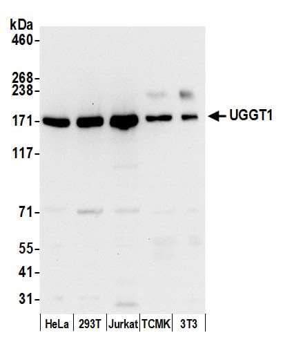 UGGT1 / UGGT Antibody (aa1505-1555)