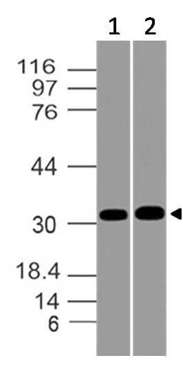 MSX1 Antibody