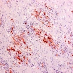 Rhizopus arrhizus WSSA Antibody (clone WSSA-RA-1)