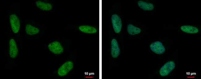 SP3 Antibody (aa1-74)