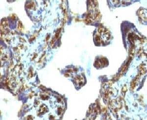 MSN / Moesin Antibody (clone MSN/493)