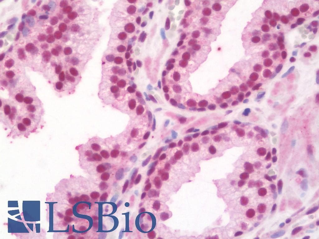 RPA2 / RFA2 / RPA34 Antibody (Biotin)