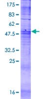 Human JCG1 / OR5P3 Protein (Recombinant GST)