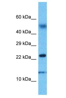 EDF1 / MBF1 Antibody (aa9-58)