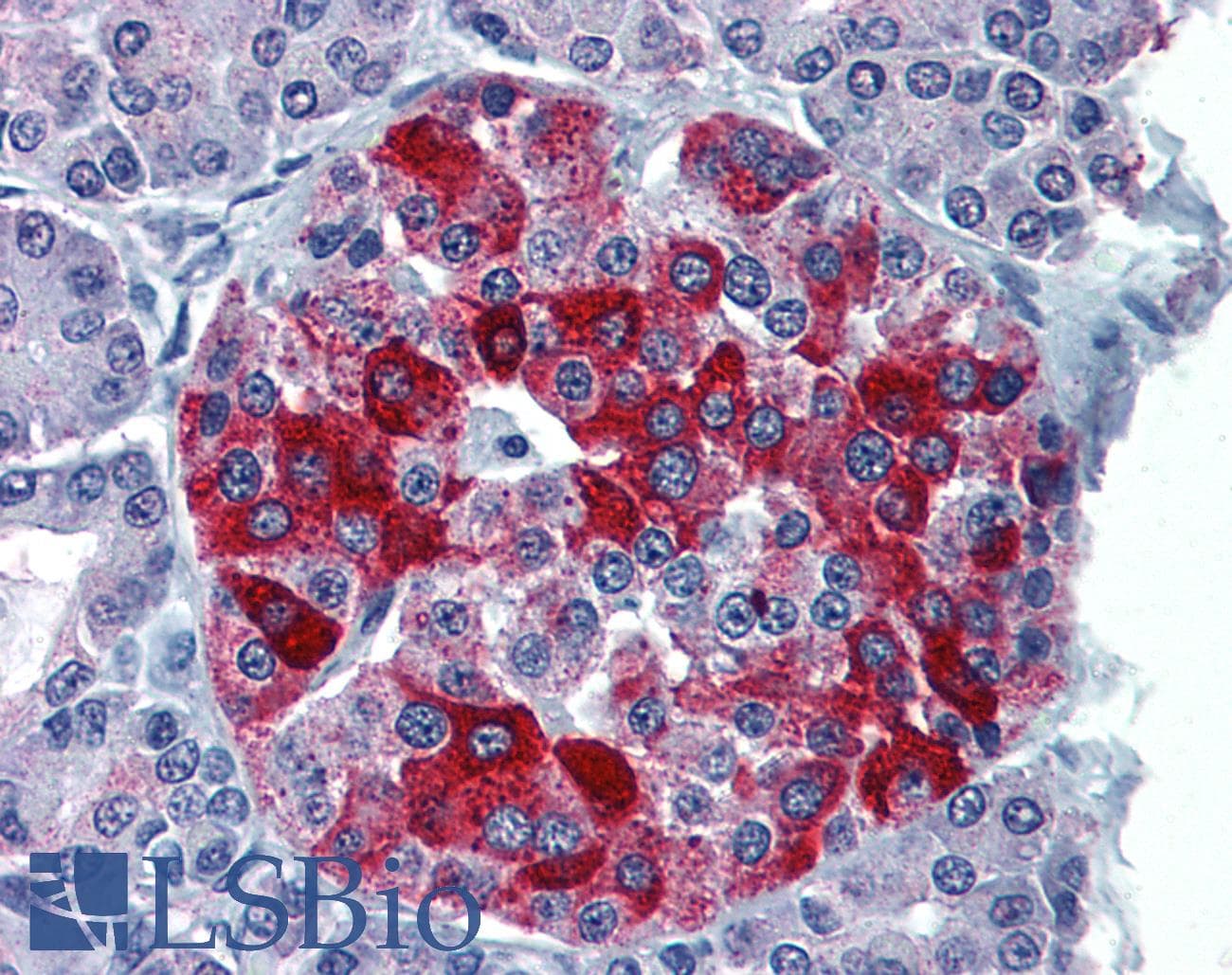 IHC-plus™ RBP4 Antibody (clone 4E7)